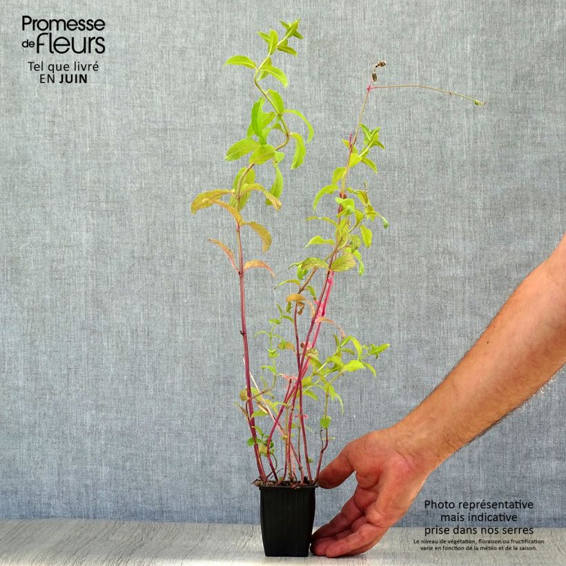 Mentha spicata Russe 7/8 cm pot sample as delivered in summer