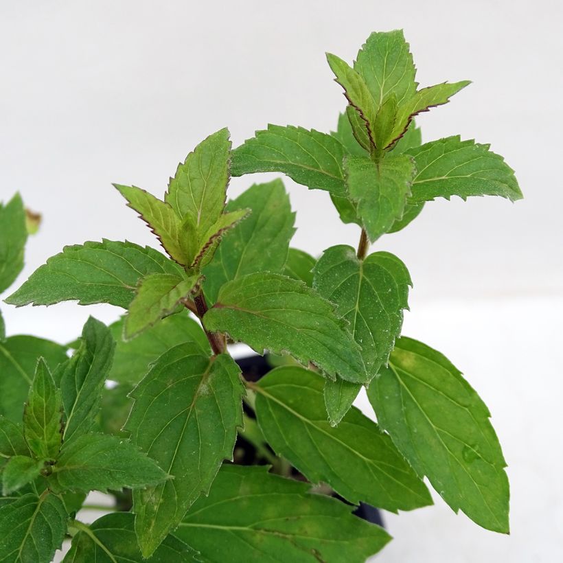 Mentha spicata Russe (Foliage)