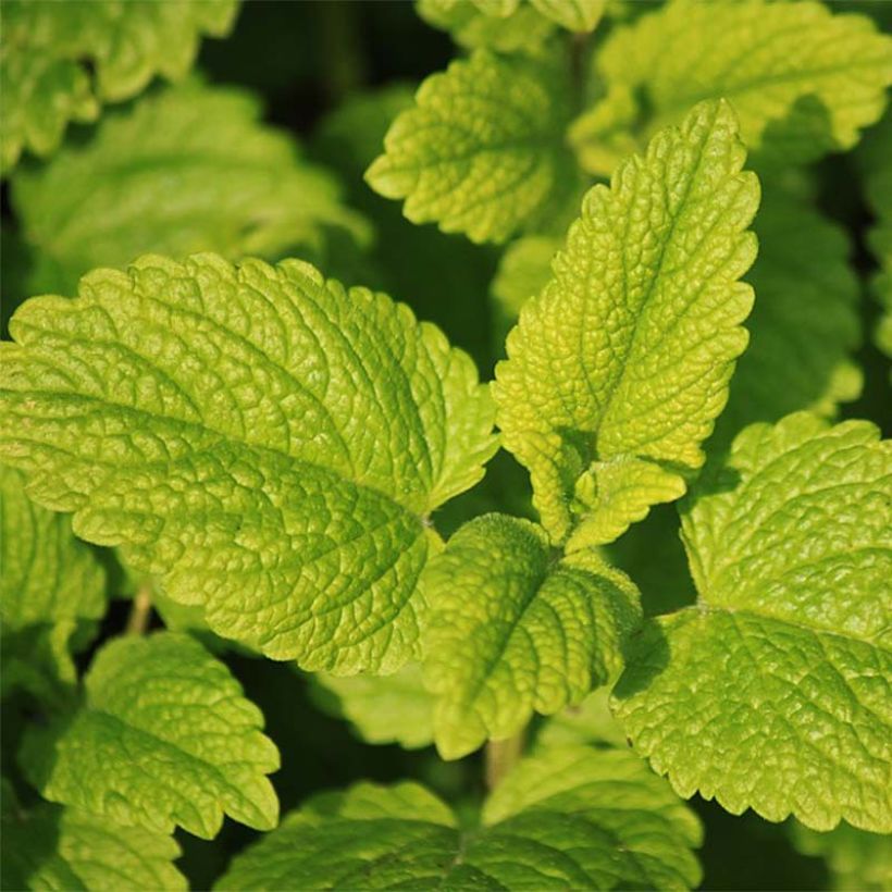 Mentha Tunisienne (Foliage)