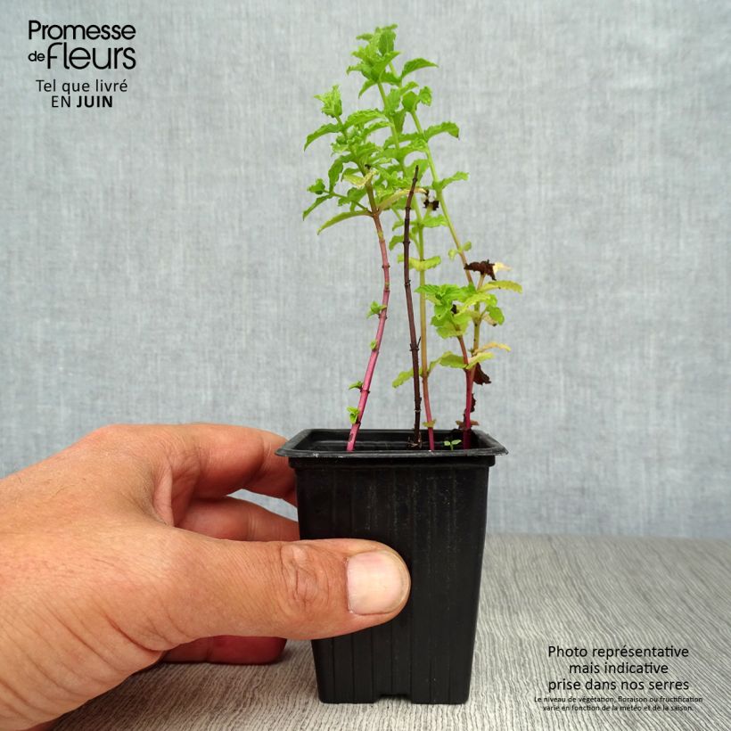 Mentha Tunisienne 8/9 cm pot sample as delivered in summer