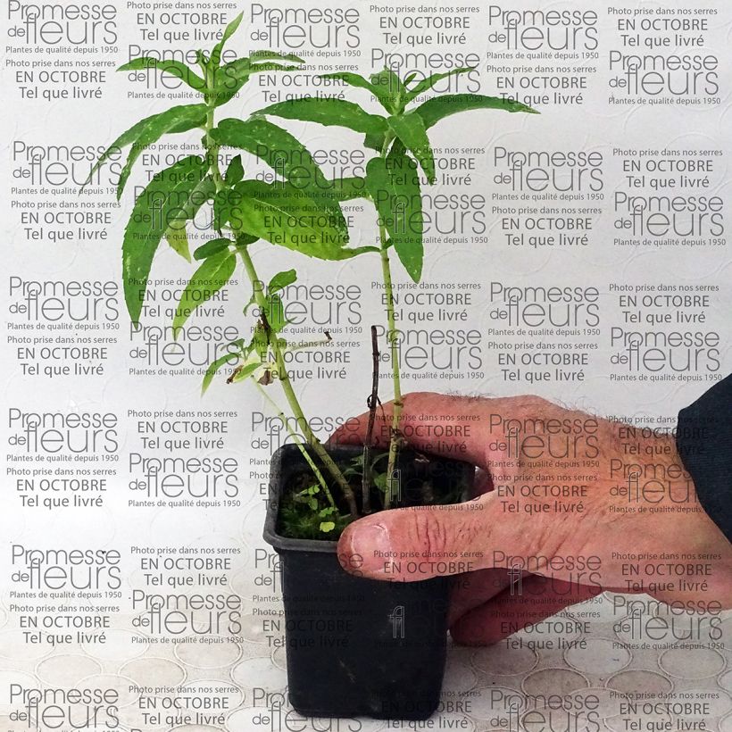 Example of Mentha longifolia capensis 8/9 cm pot specimen as delivered