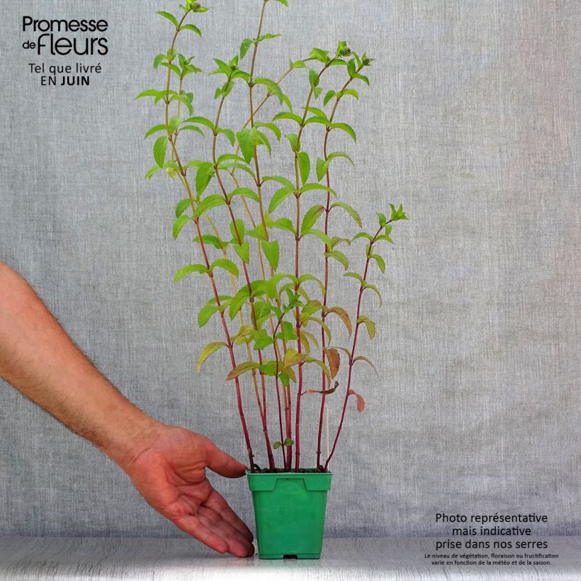 Mentha piperita Citaro 10cm/11cm pot sample as delivered in summer