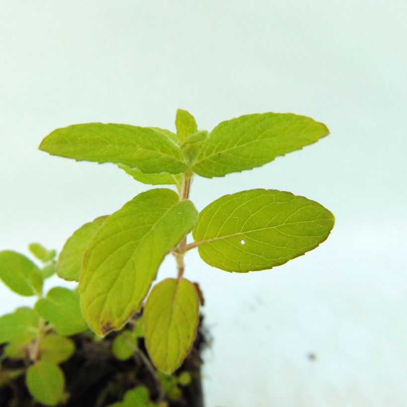 Water Mint - Mentha aquatica (Foliage)