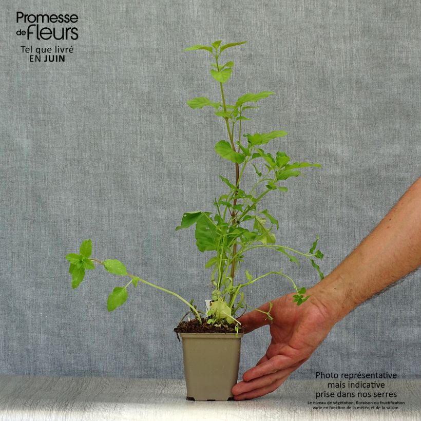 Water Mint - Mentha aquatica 8/9 cm pot sample as delivered in summer