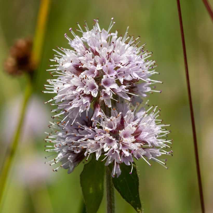 Water Mint - Mentha aquatica (Flowering)