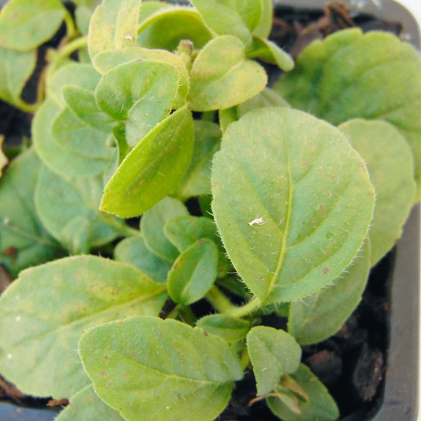 Organic Mentha arvensis Banana (Foliage)