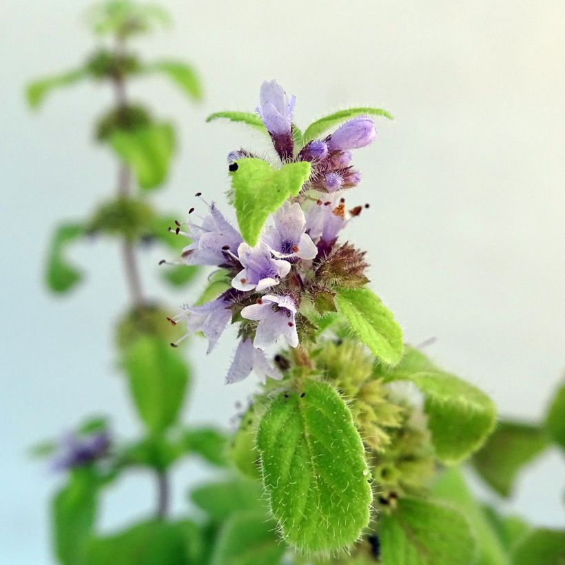 Organic Mentha arvensis Banana (Flowering)