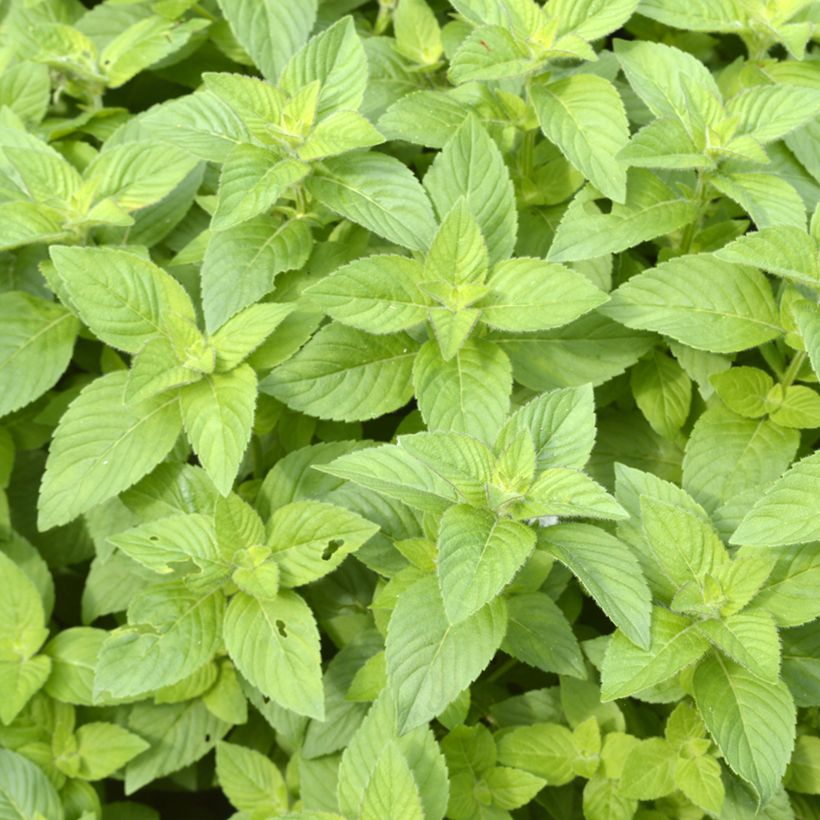 Mentha arvensis Banana (Foliage)