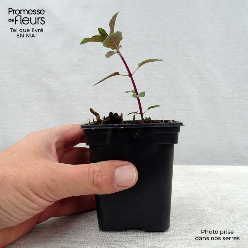 Chocolate Mint - Mentha x piperita schocominze sample as delivered in spring