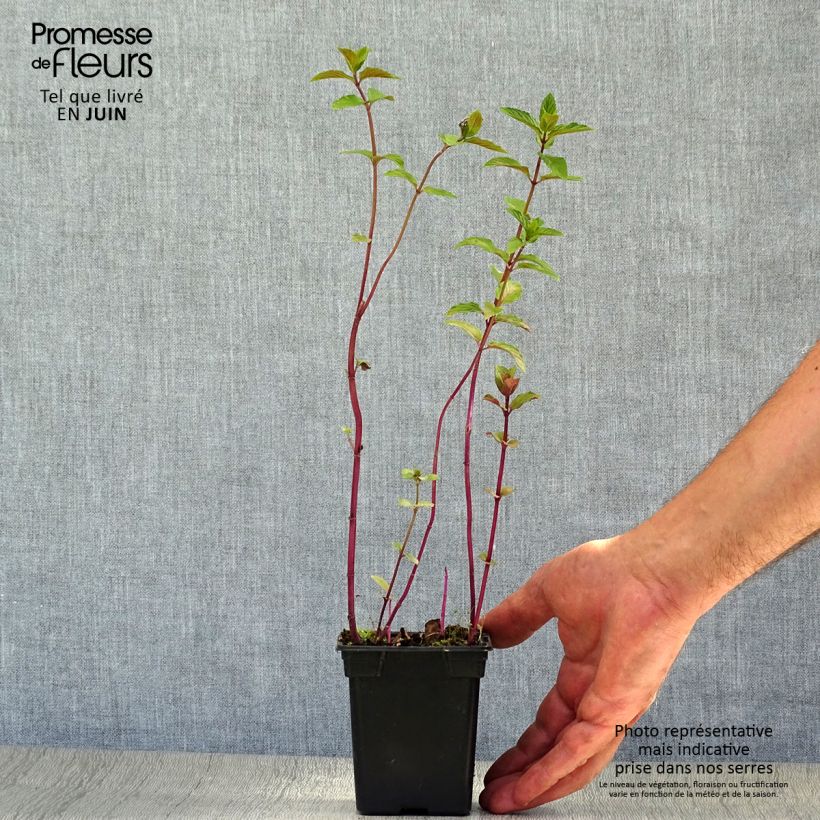 Chocolate Mint - Mentha x piperita schocominze 8/9 cm pot sample as delivered in summer