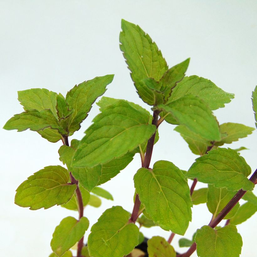 Chocolate Mint - Mentha x piperita schocominze (Foliage)
