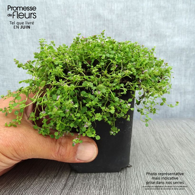 Mentha requienii - Mint 8/9 cm pot sample as delivered in summer