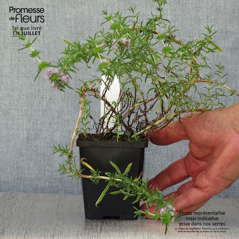Hart's Pennyroyal - Mentha cervina 8/9 cm pot sample as delivered in summer