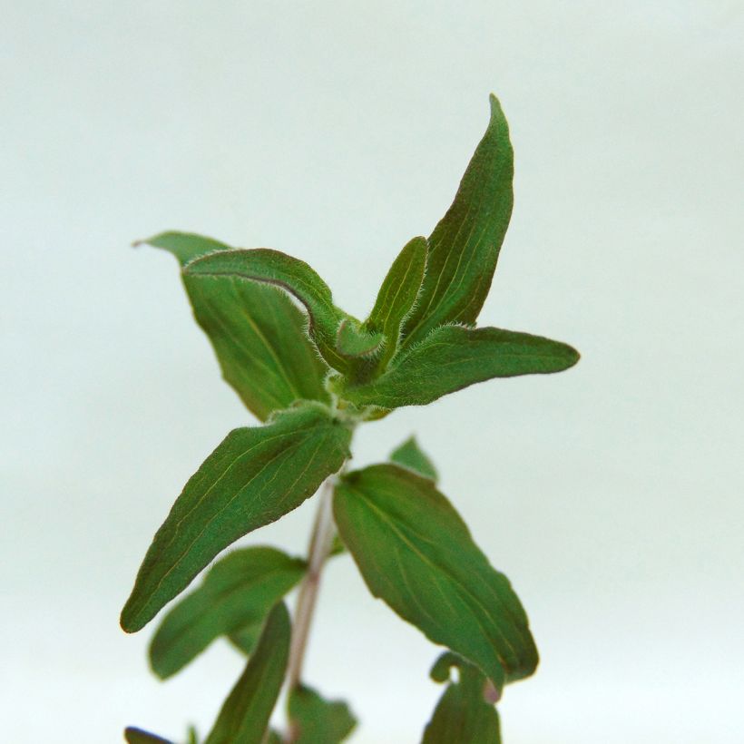 Pycnantemum pilosum (Foliage)