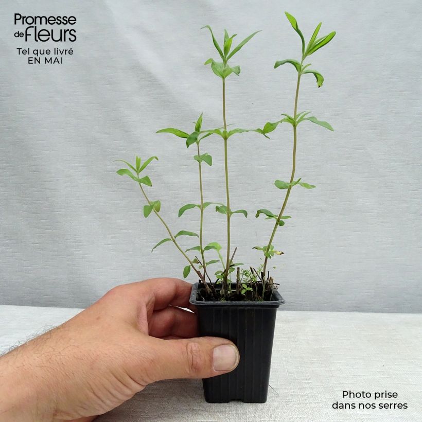 Pycnantemum pilosum sample as delivered in spring
