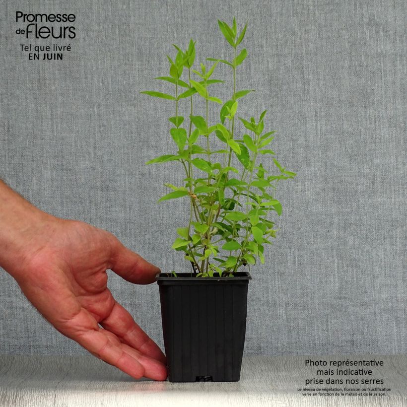 Pycnantemum pilosum 8/9 cm pot sample as delivered in summer