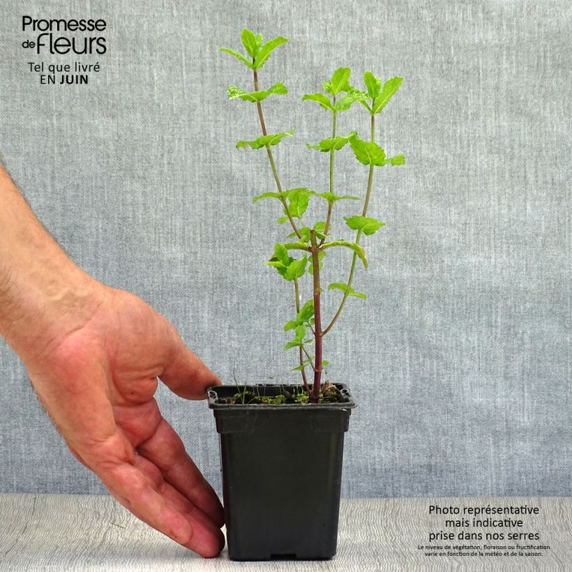 Mentha espagnole 8/9 cm pot sample as delivered in summer