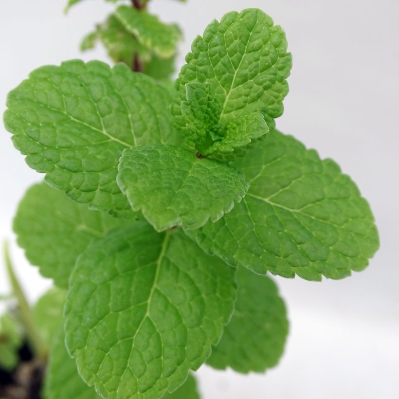 Mentha spicata Spanish (Foliage)