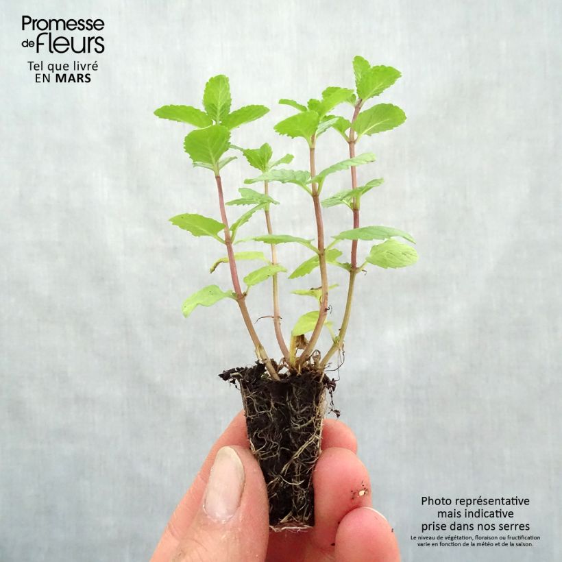Mentha espagnole Plug plant 3/4cm sample as delivered in spring