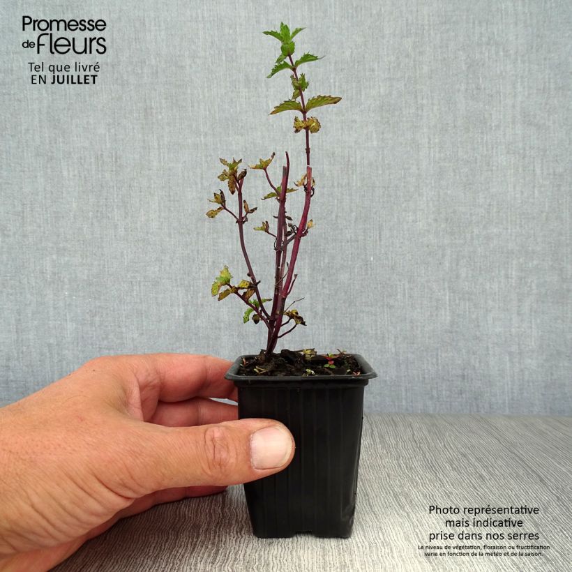 Organic Curly or Crinkled Mint - Mentha spicata Crispa 8/9 cm pot sample as delivered in summer
