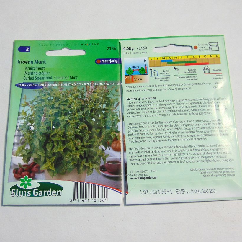 Example of Mentha crispata per pack of 1800 seeds specimen as delivered