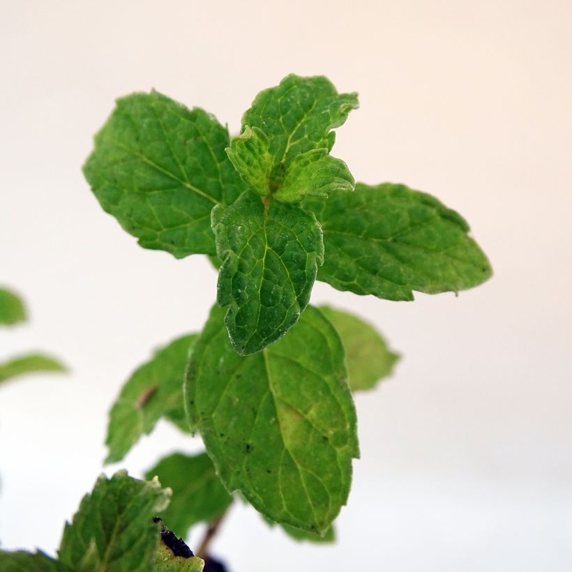 Organic Curly or Crinkled Mint - Mentha spicata Crispa (Foliage)