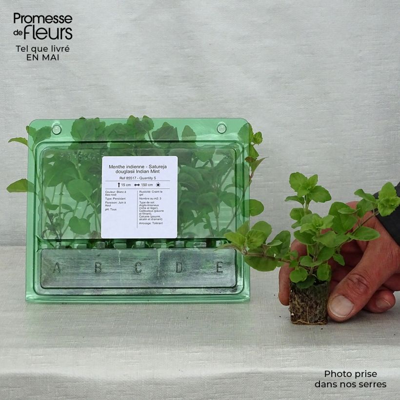 Satureja douglasii Indian Mint Plug plant 3/4cm sample as delivered in spring