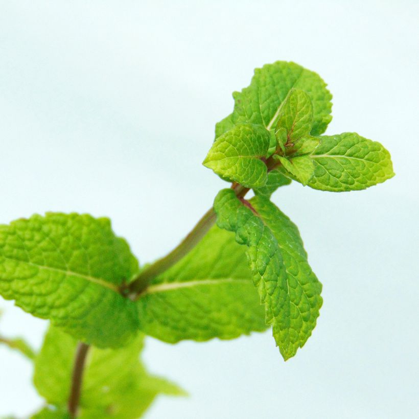 Moroccan Mint - Mentha spicata Nannah (Foliage)