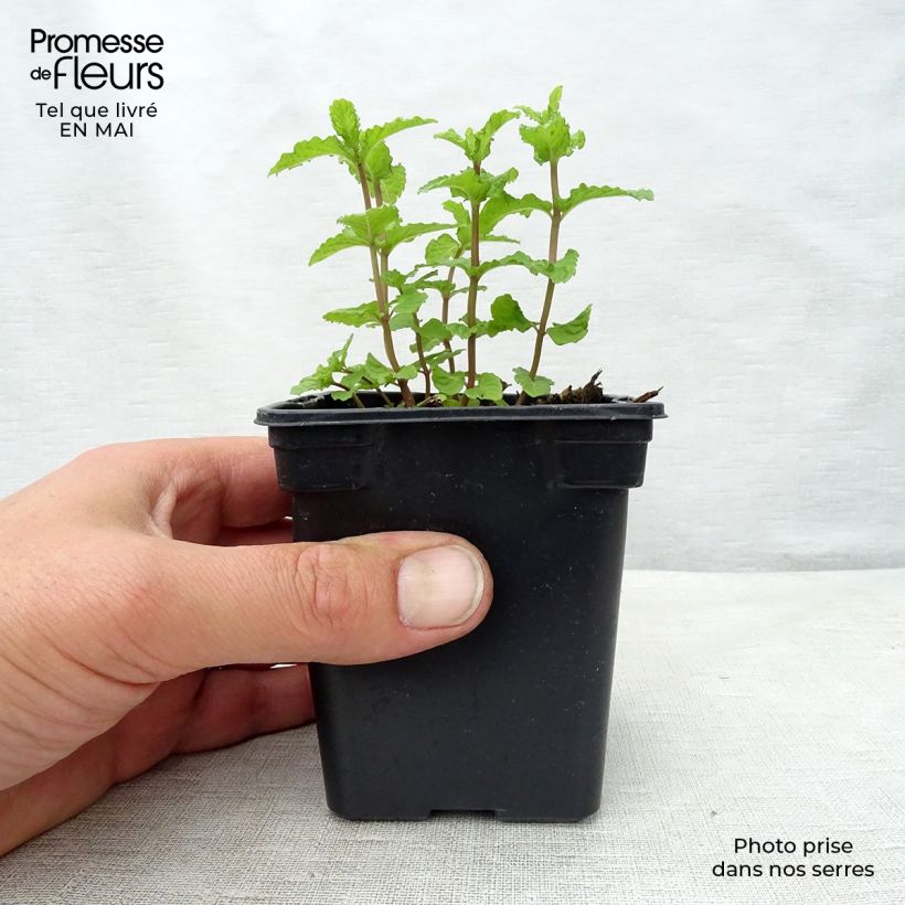 Moroccan Mint - Mentha spicata Nannah sample as delivered in spring