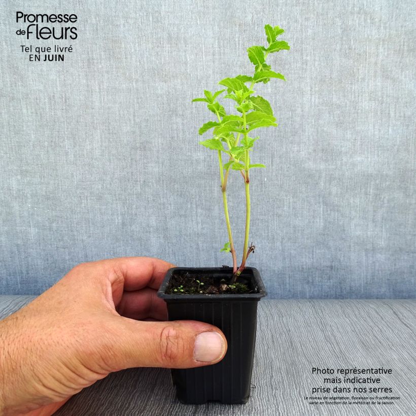 Moroccan Mint - Mentha spicata Nannah 7/8 cm pot sample as delivered in summer