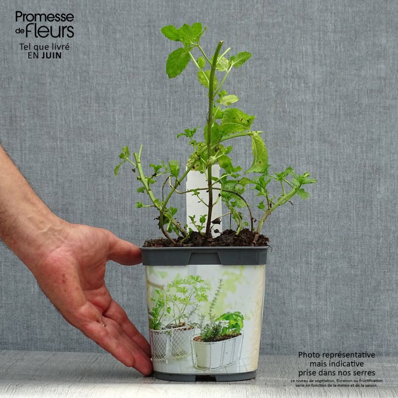 Organic Mentha spicata Nannah 1L/1.5L pot sample as delivered in summer