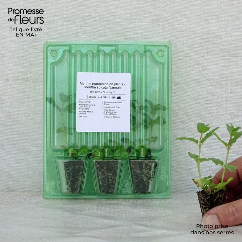 Mentha spicata Nannah Plug plant 3/4cm sample as delivered in spring