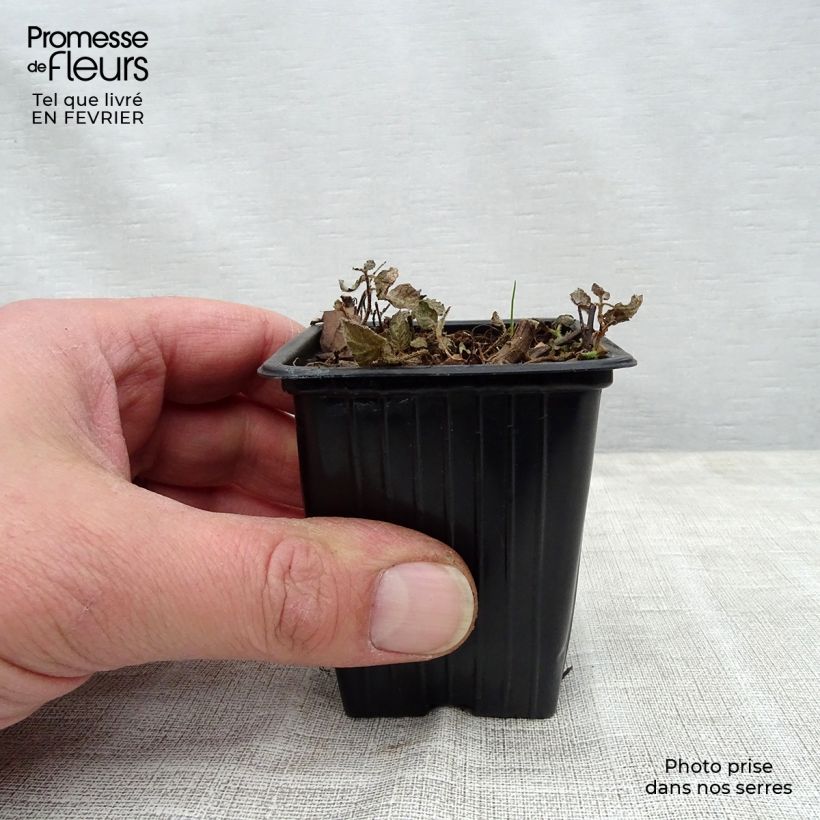 Mentha suaveolens Pinedo 10cm/11cm pot sample as delivered in winter