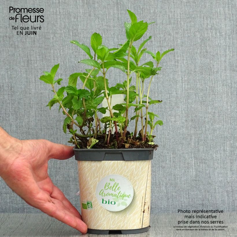 Organic Mentha piperita in Plants 1L/1.5L pot sample as delivered in summer