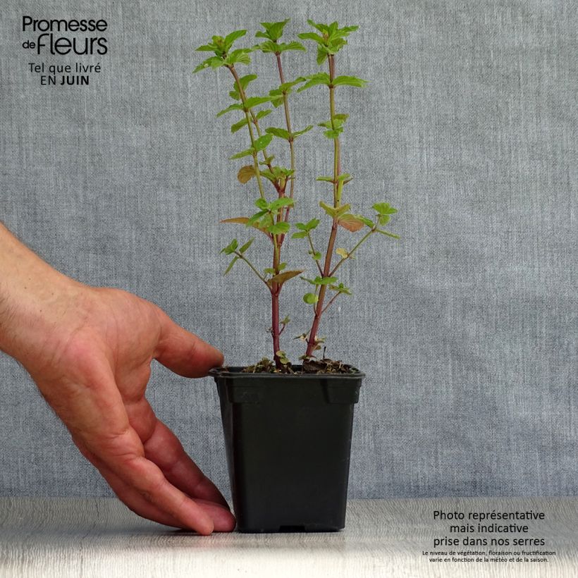Peppermint - Mentha piperita 8/9 cm pot sample as delivered in summer
