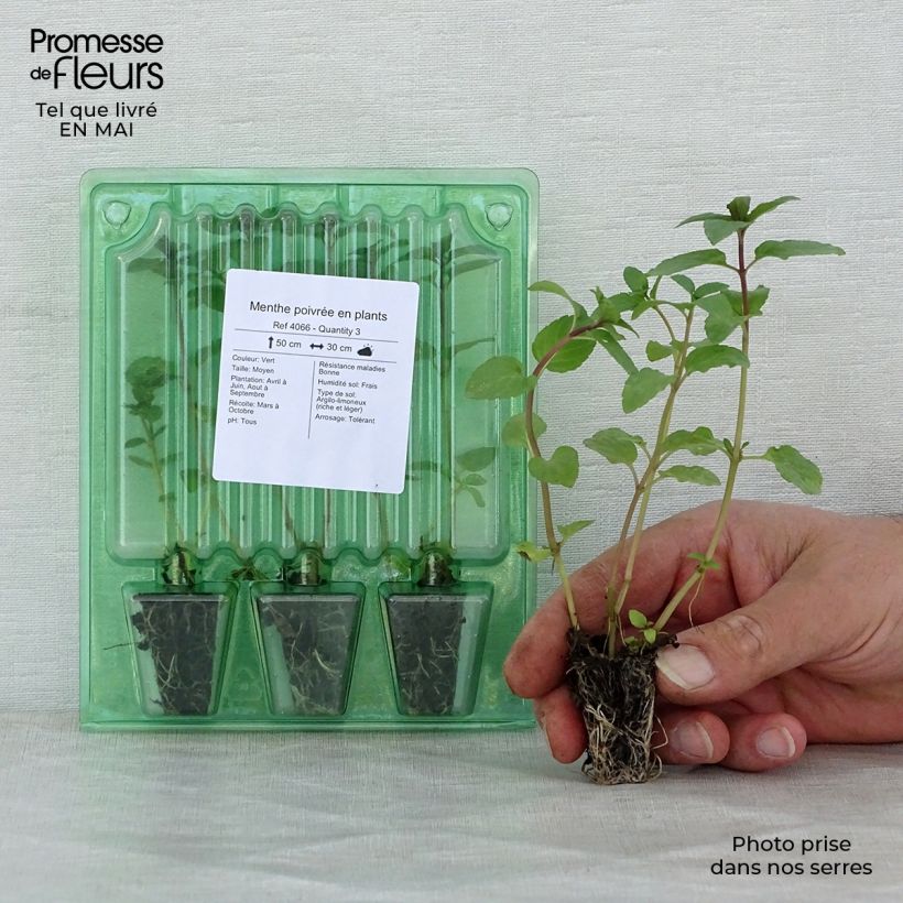 Mentha piperita in Plants Plug plant 3/4cm sample as delivered in spring
