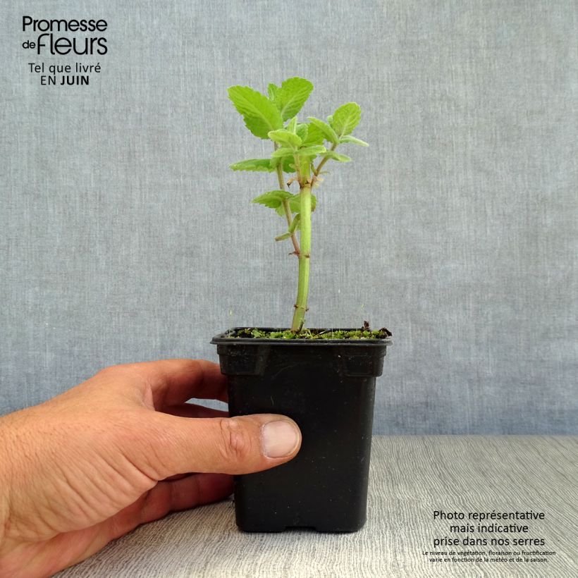 Apple Mint 8/9 cm pot sample as delivered in summer