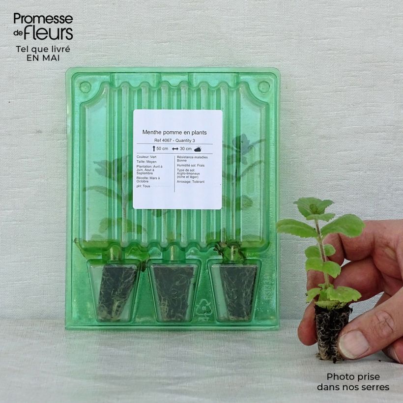 Apple Mint Plug plant 3/4cm sample as delivered in spring