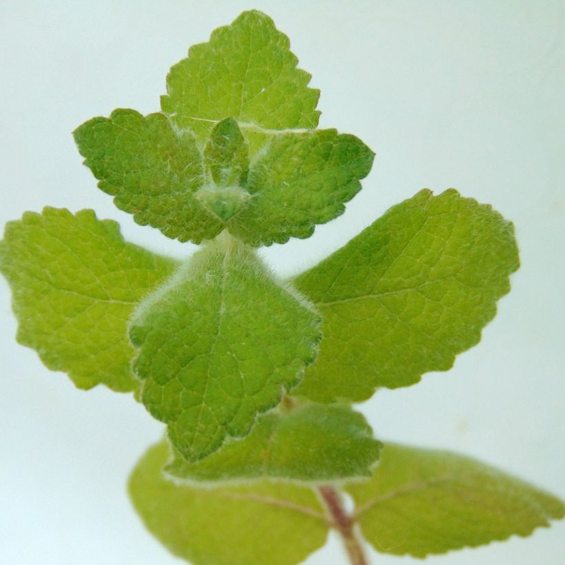 Mentha suaveolens (Foliage)