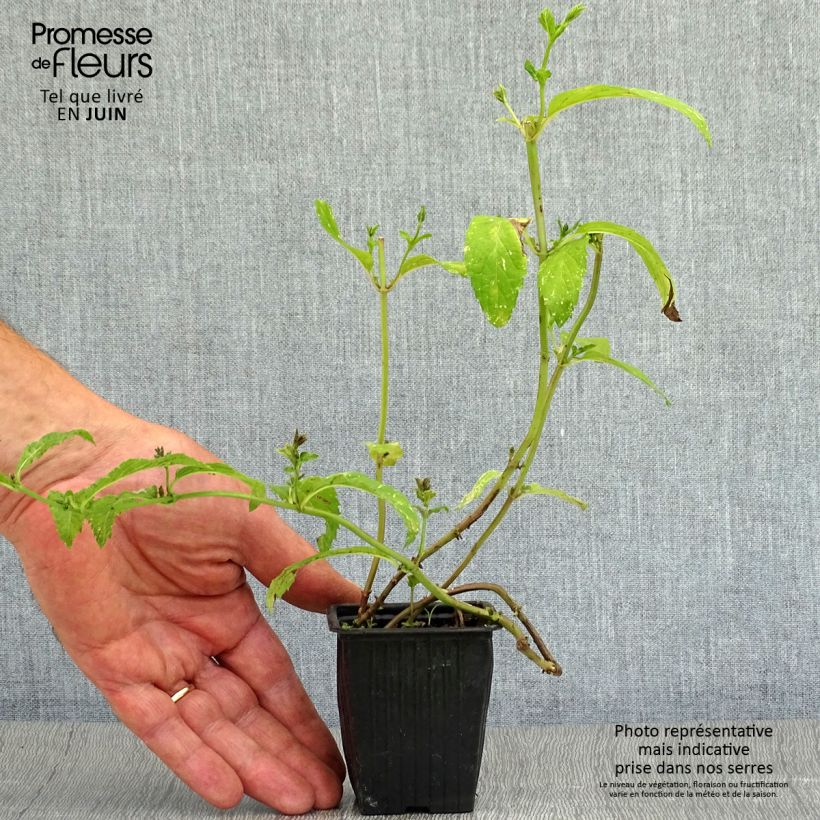 Mentha piperita Swiss 8/9 cm pot sample as delivered in summer