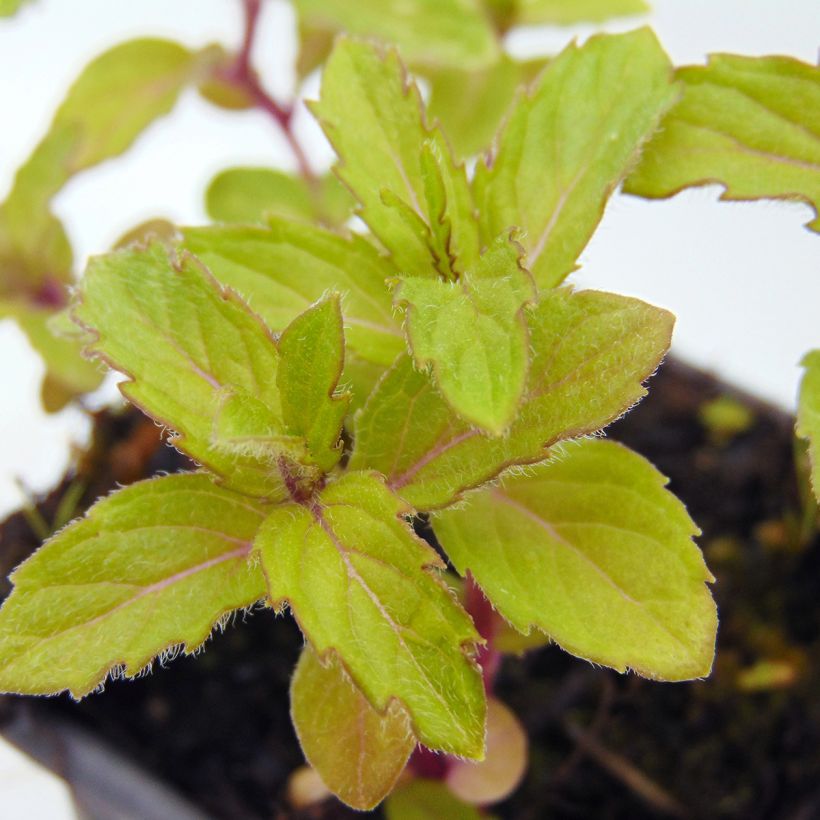 Mentha piperita Swiss (Foliage)