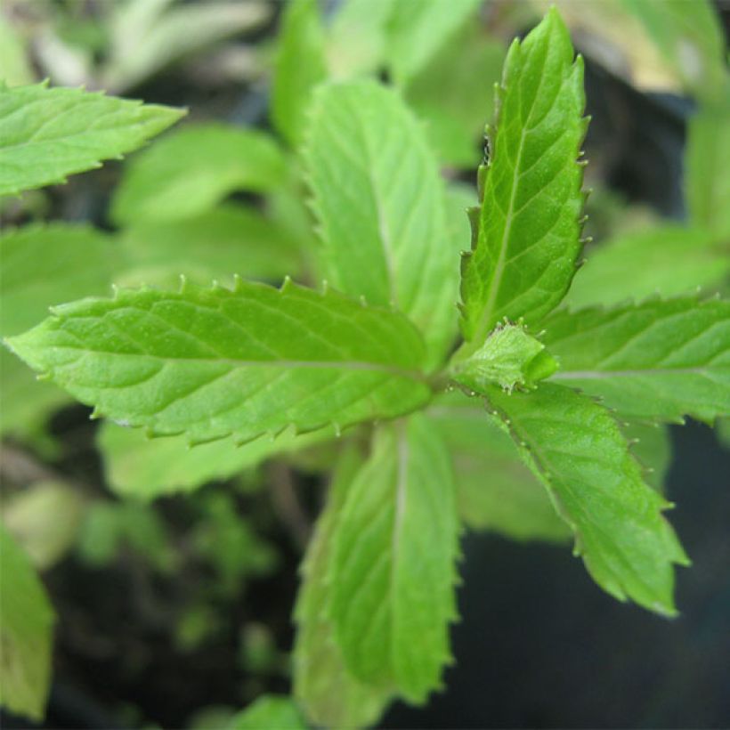 Mentha suriso (Foliage)