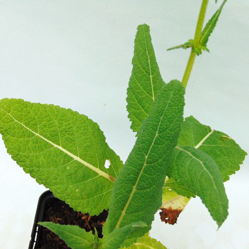 Mentha tomentosa (Foliage)