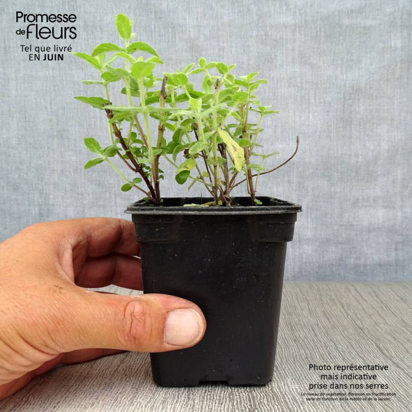 Mentha tomentosa 8/9 cm pot sample as delivered in summer