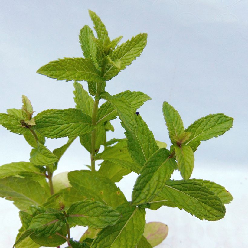 Mentha spicata (Foliage)