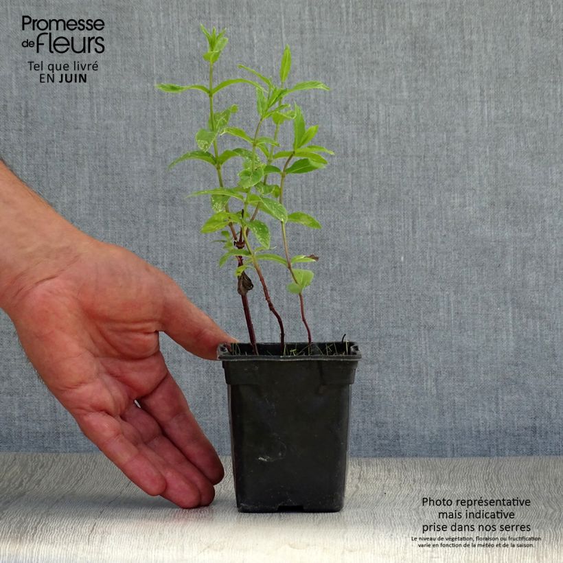 Mentha spicata 8/9 cm pot sample as delivered in summer