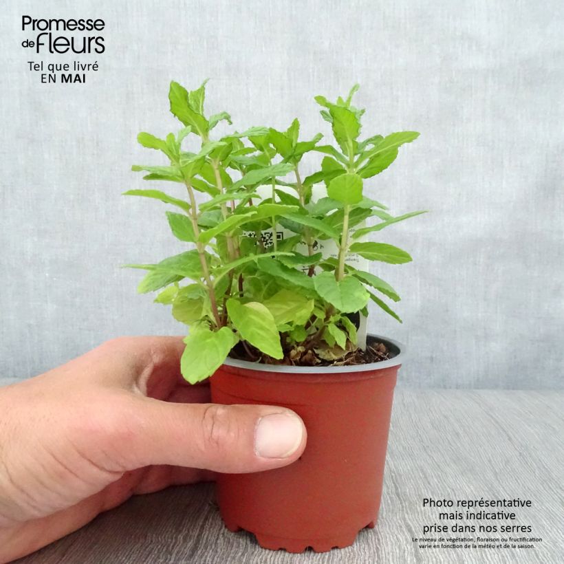 Spearmint - Mentha spicata in organic plant cultivation 10cm/11cm pot sample as delivered in spring