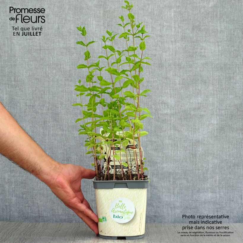 Spearmint - Mentha spicata in organic plant cultivation 2L/3L pot sample as delivered in summer