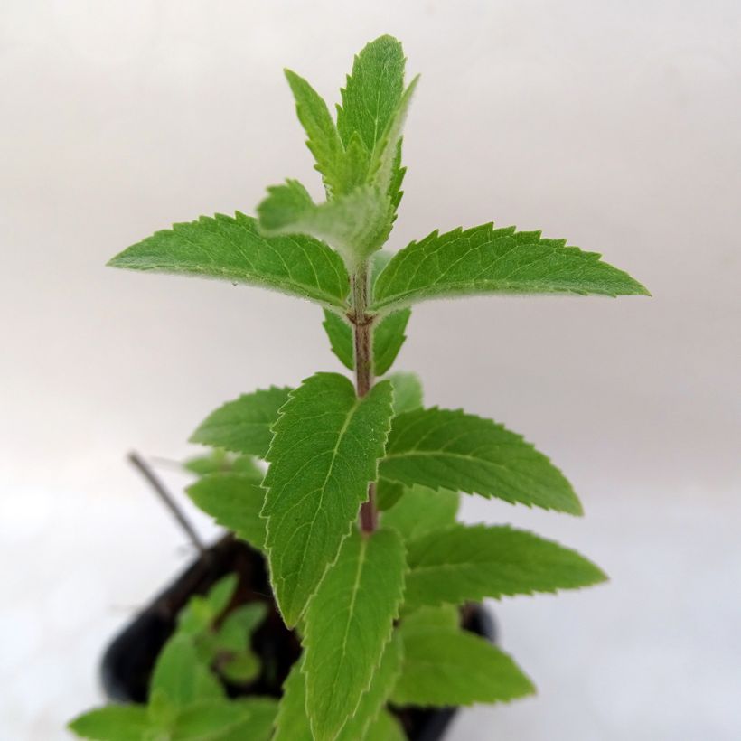 Mentha smithiana rubra (Foliage)