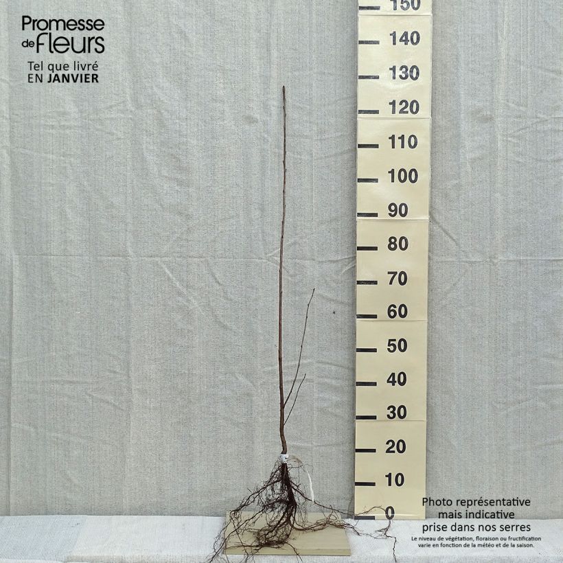 Bird Cherry - Prunus avium Bare root sample as delivered in winter